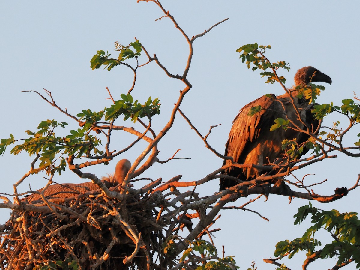 White-backed Vulture - ML647285594