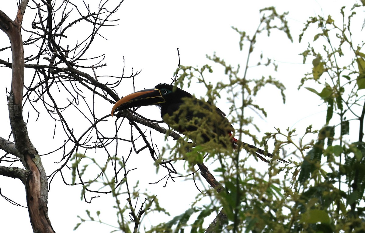 arassari hnědouchý - ML647285599