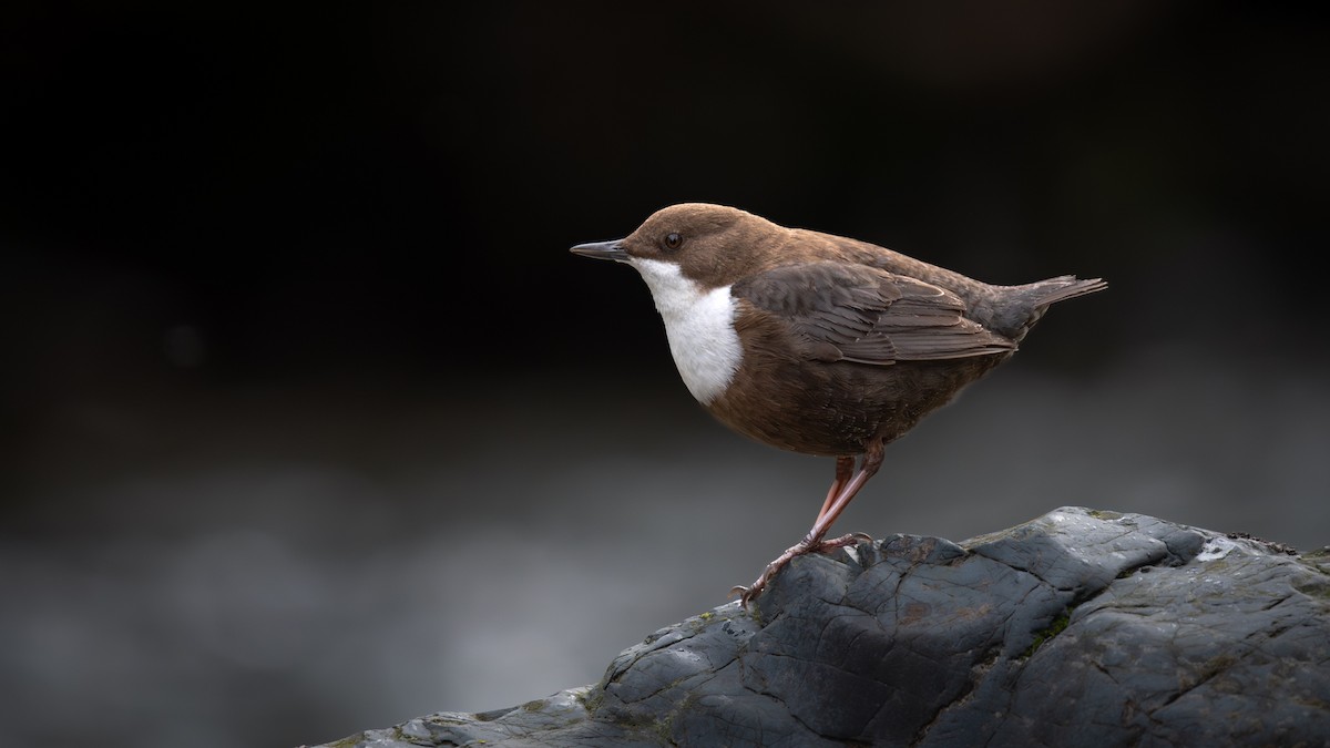 White-throated Dipper - ML647285604
