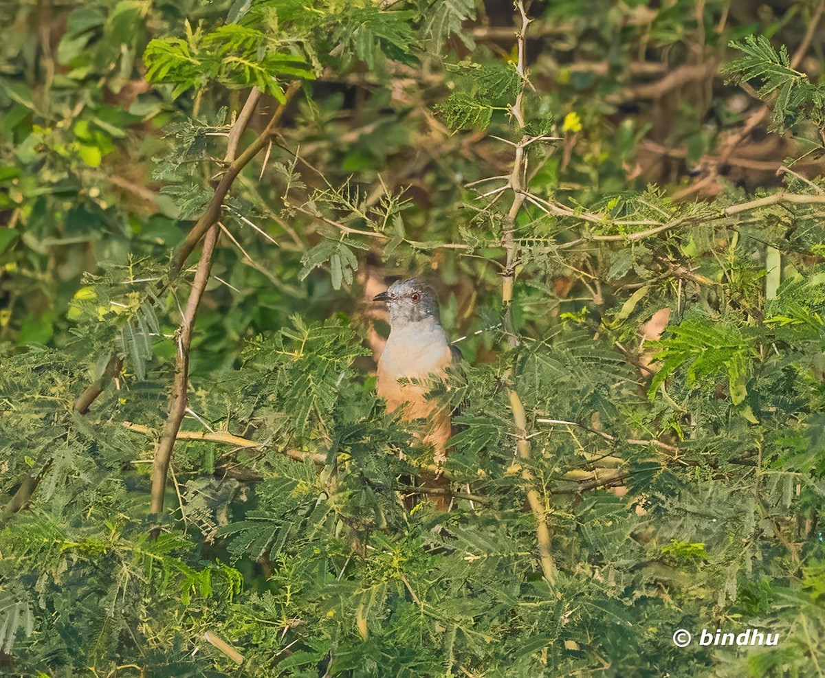 Plaintive Cuckoo - ML647285607