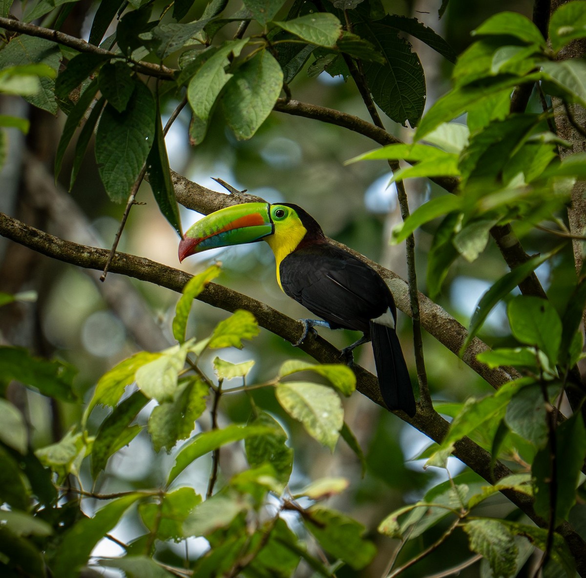 Keel-billed Toucan - ML647285608
