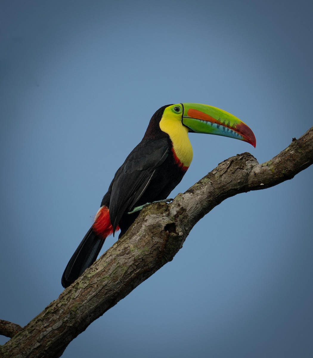 Keel-billed Toucan - ML647285609
