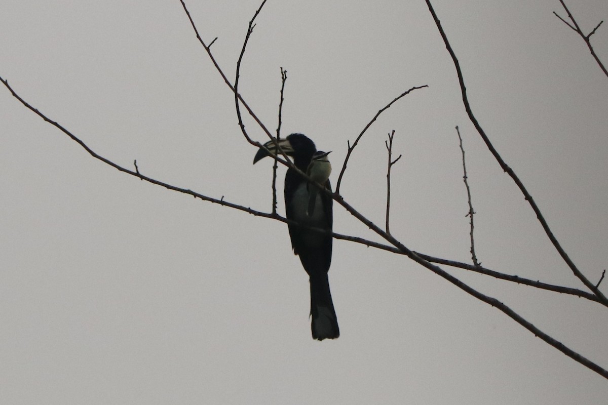 West African Pied Hornbill - ML647285623