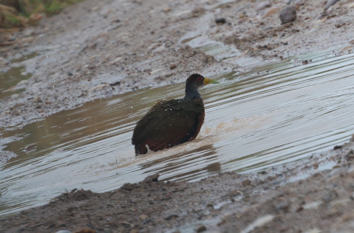 Gray-cowled Wood-Rail - ML647285663