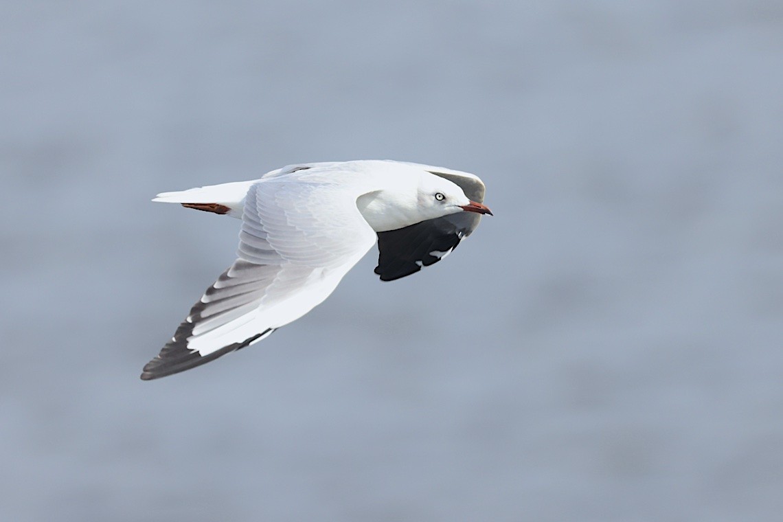 Gray-hooded Gull - ML647285664