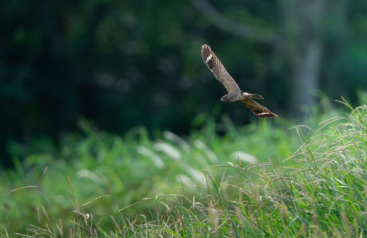 gressnattravn - ML647285665