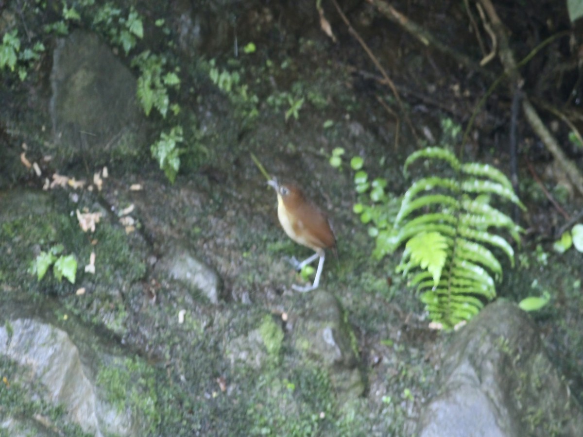 Yellow-breasted Antpitta - ML647285670