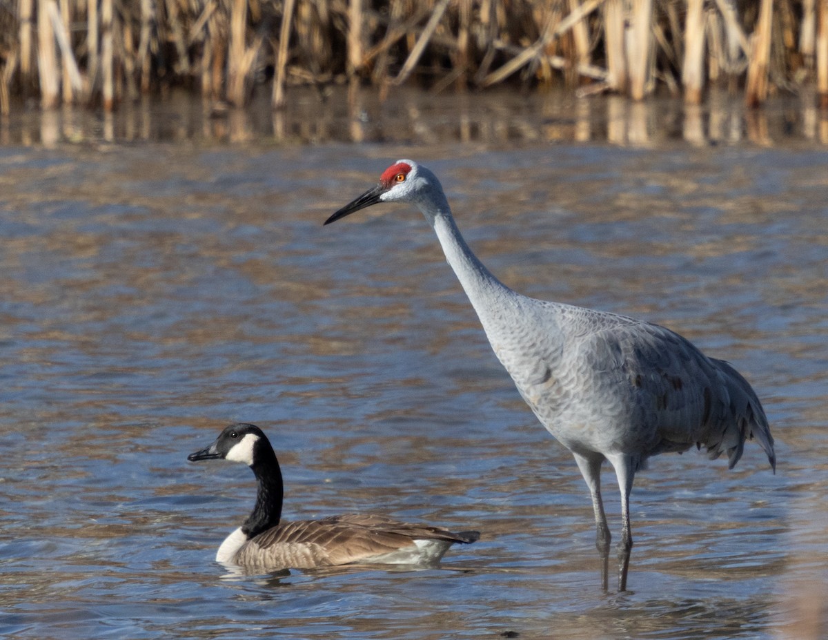 Grulla Canadiense - ML647285675