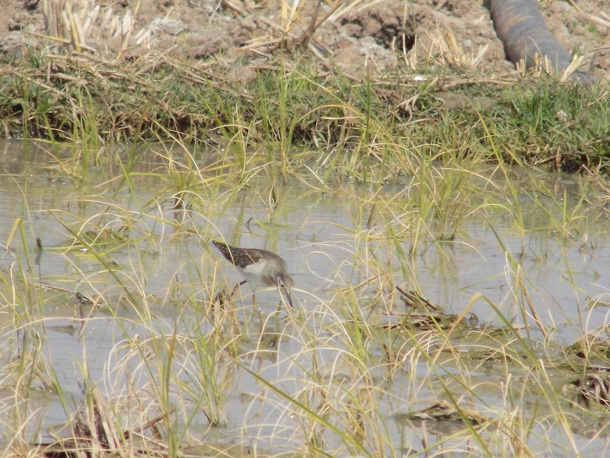 vodouš bahenní - ML647285687