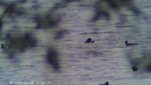 Greater Scaup - ML647285701