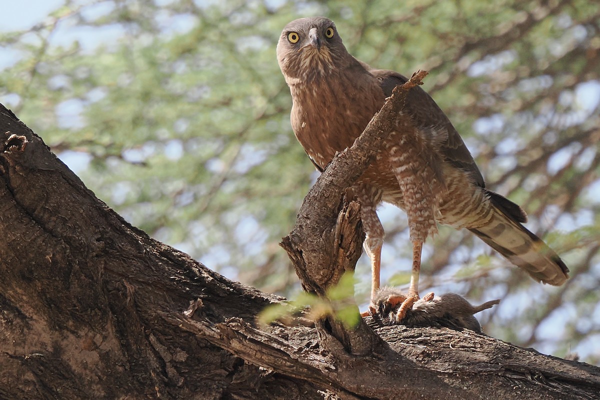 Тёмный певчий ястреб - ML647285704