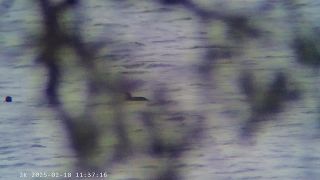 Greater Scaup - ML647285705