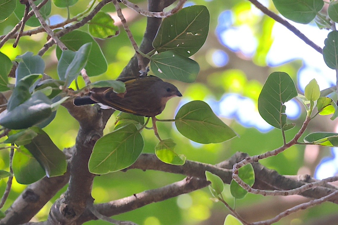 Lesser Honeyguide (Lesser) - ML647285706