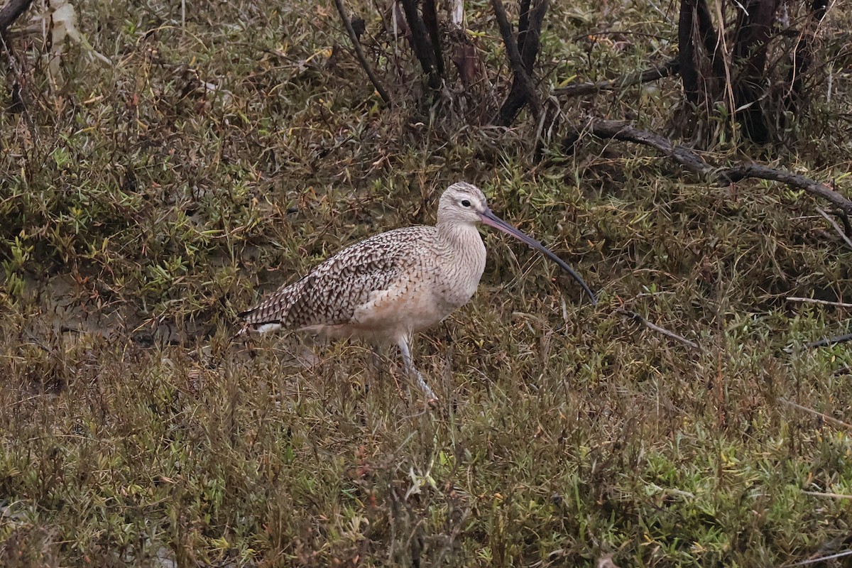 Кульон американський - ML647285710
