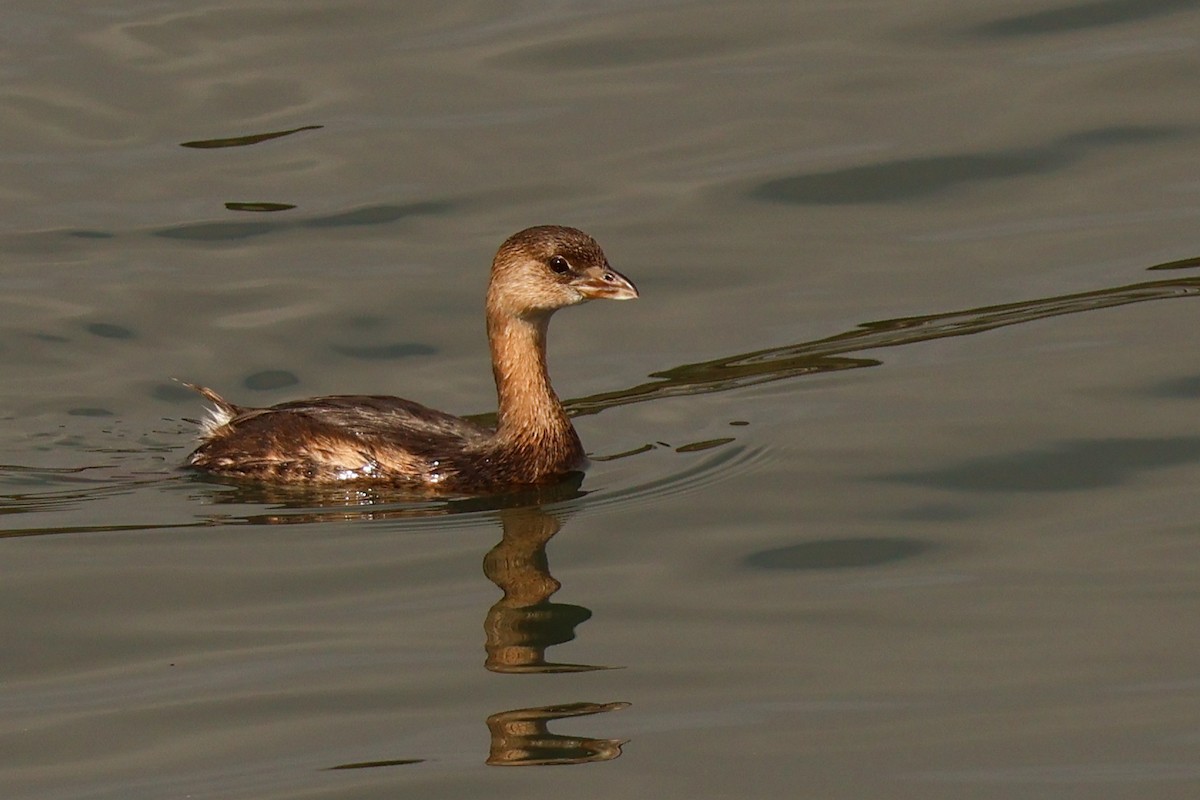Pied-billed Grebe - ML647285720