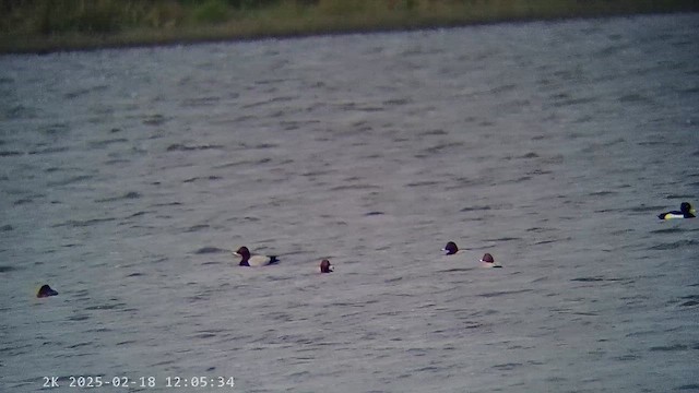 Common Pochard - ML647285725