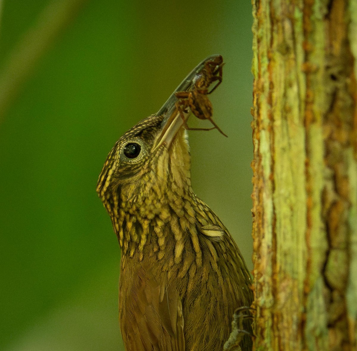 Cocoa Woodcreeper - ML647285726