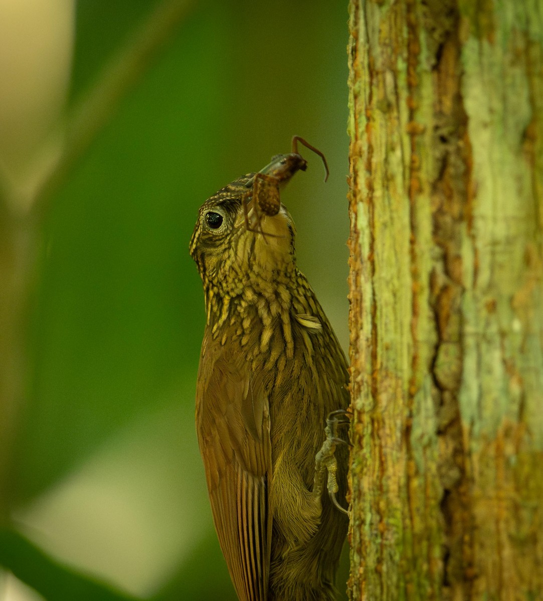 Cocoa Woodcreeper - ML647285727