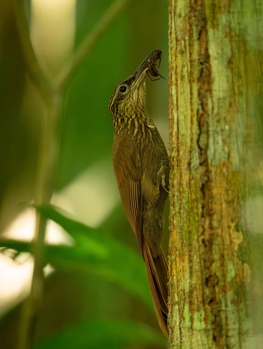 Cocoa Woodcreeper - ML647285728
