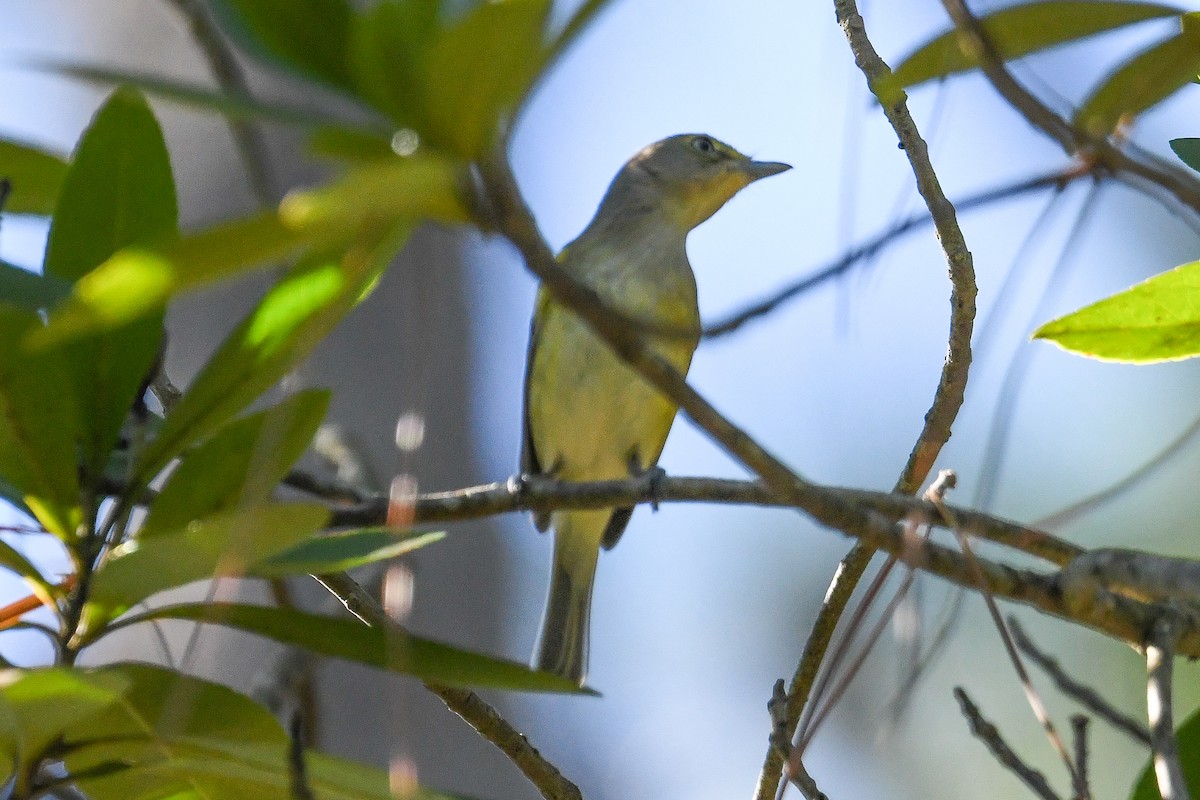 Vireo Ojiblanco - ML647285733