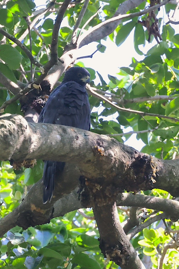 Black Goshawk - ML647285735