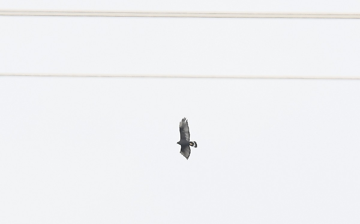 Канюк строкатохвостий - ML647285739