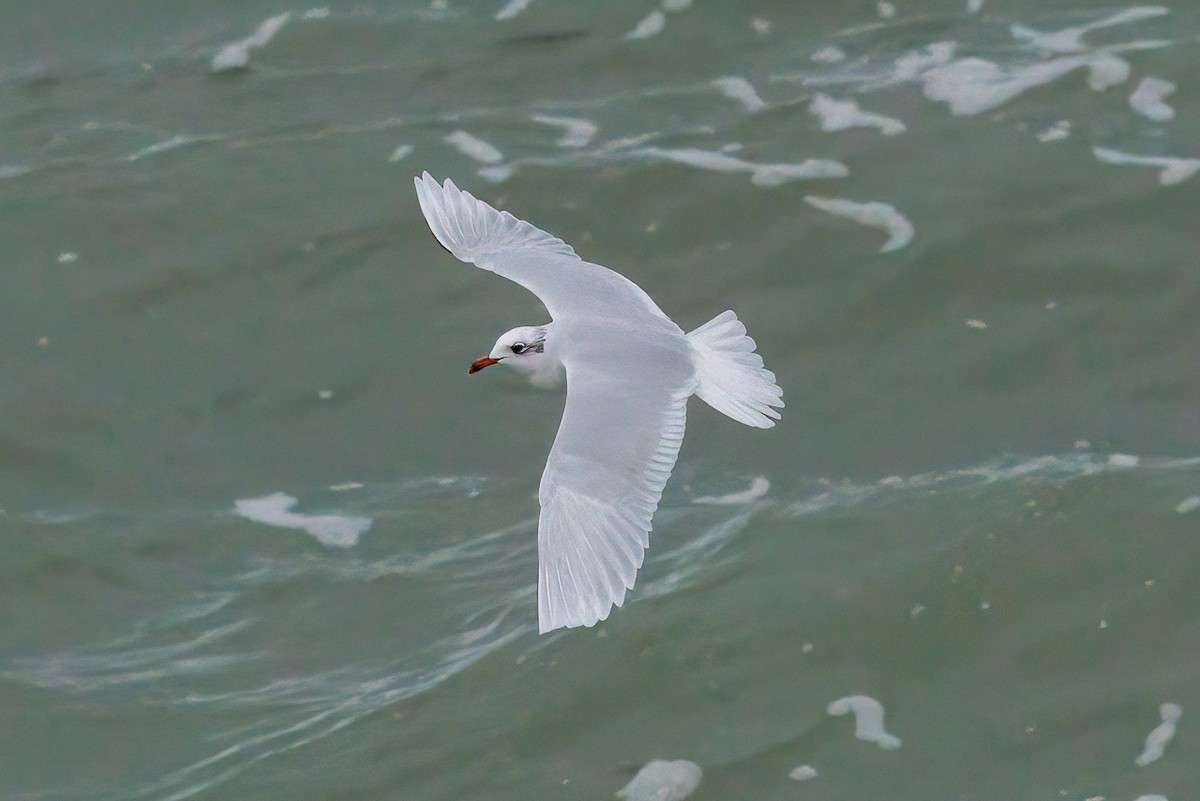 Mediterranean Gull - ML647285751