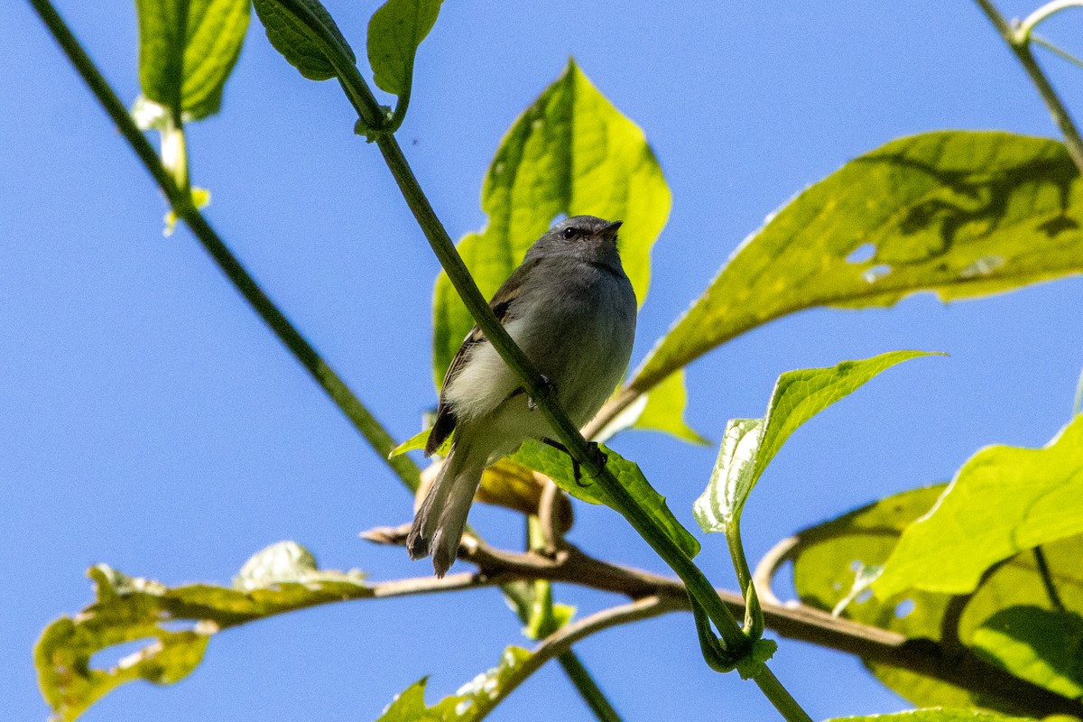 White-tailed Tyrannulet - ML647285768