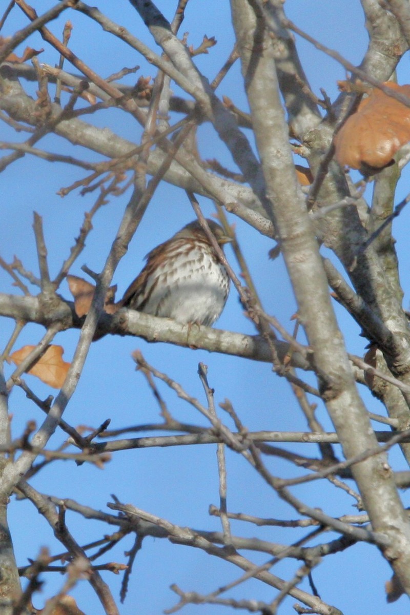 Fox Sparrow - ML647285773