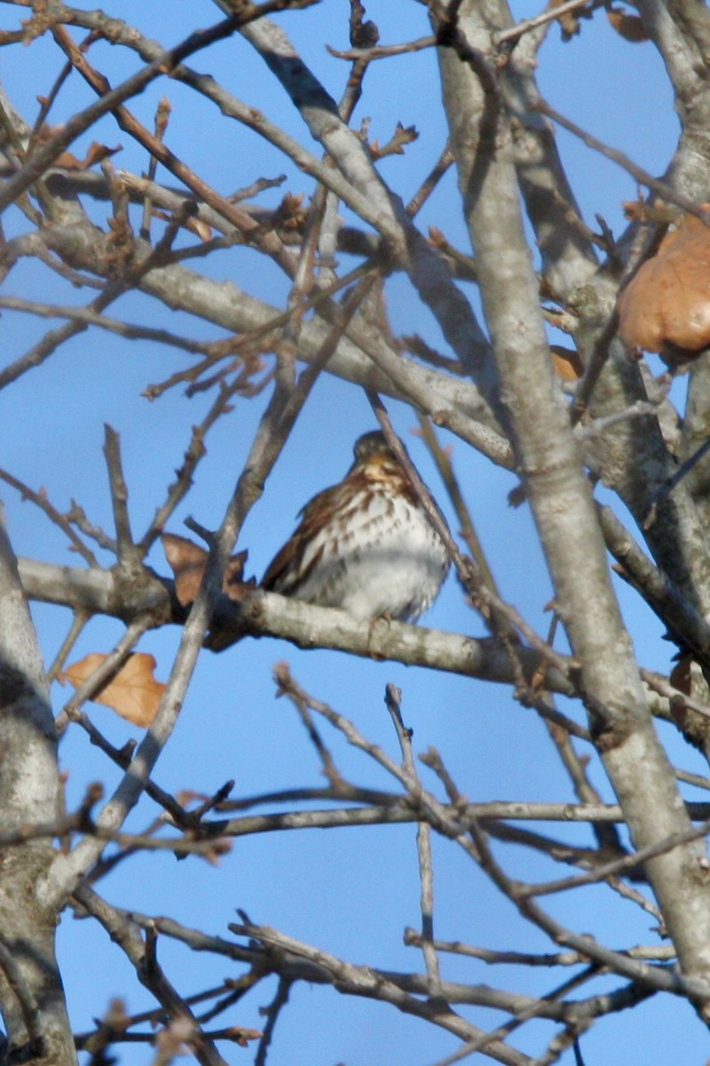 Fox Sparrow - ML647285777