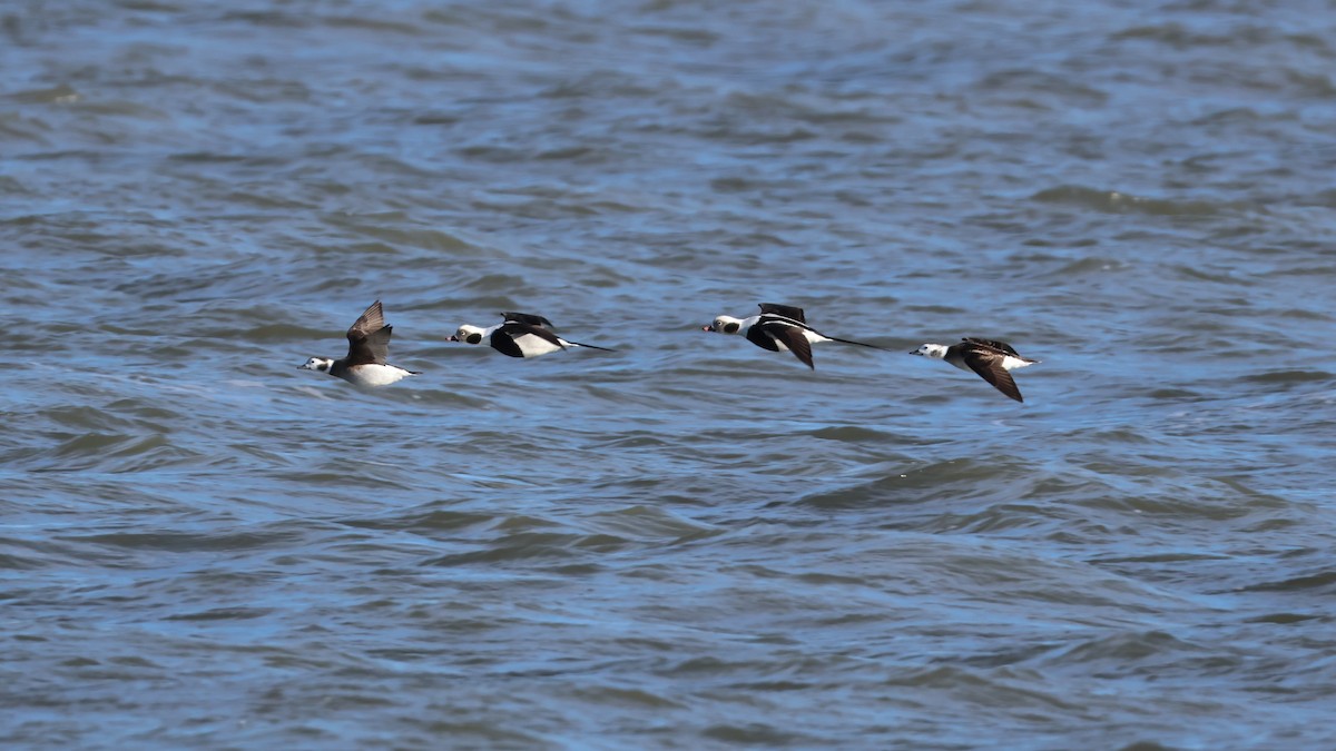 Moretta codona - ML647285782