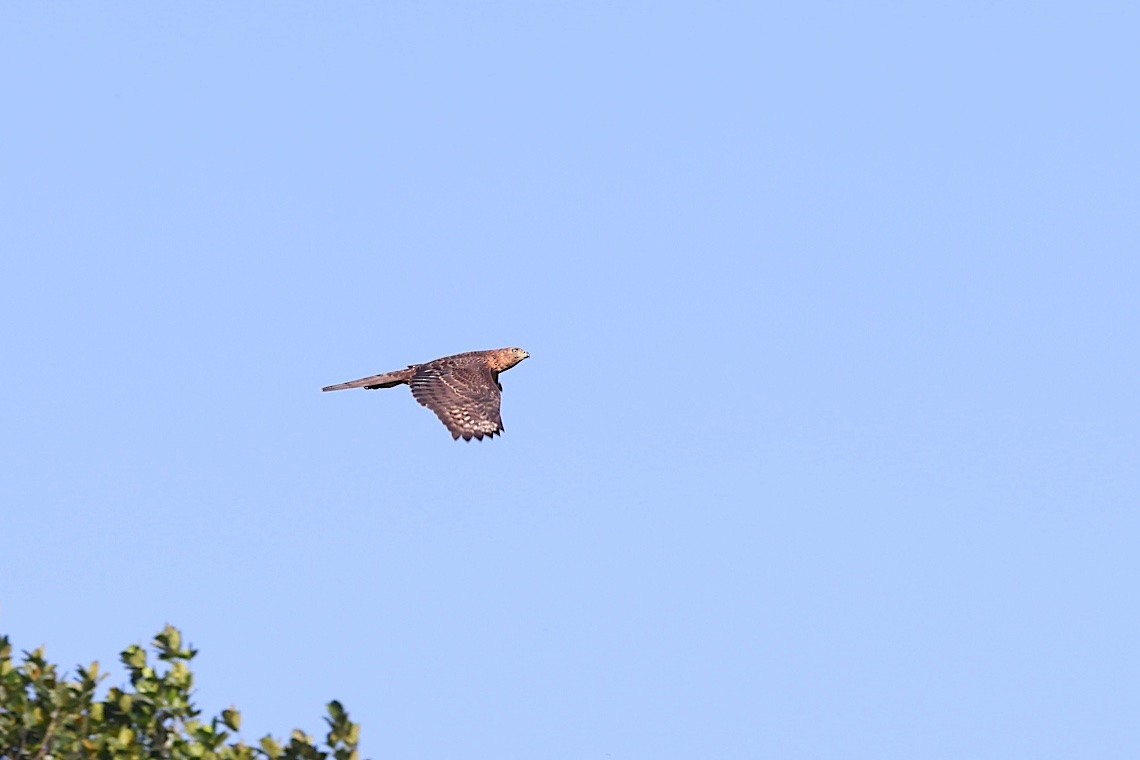 Black Goshawk - ML647285788