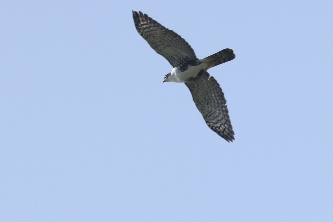 Black Goshawk - ML647285791