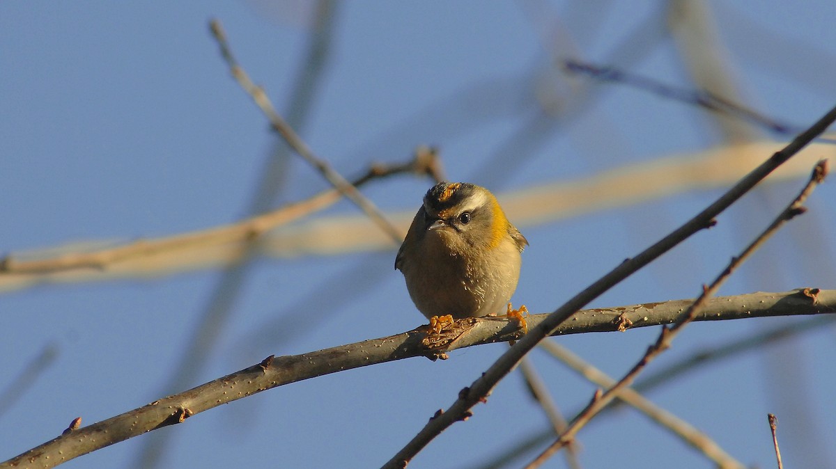 Common Firecrest - ML647285807