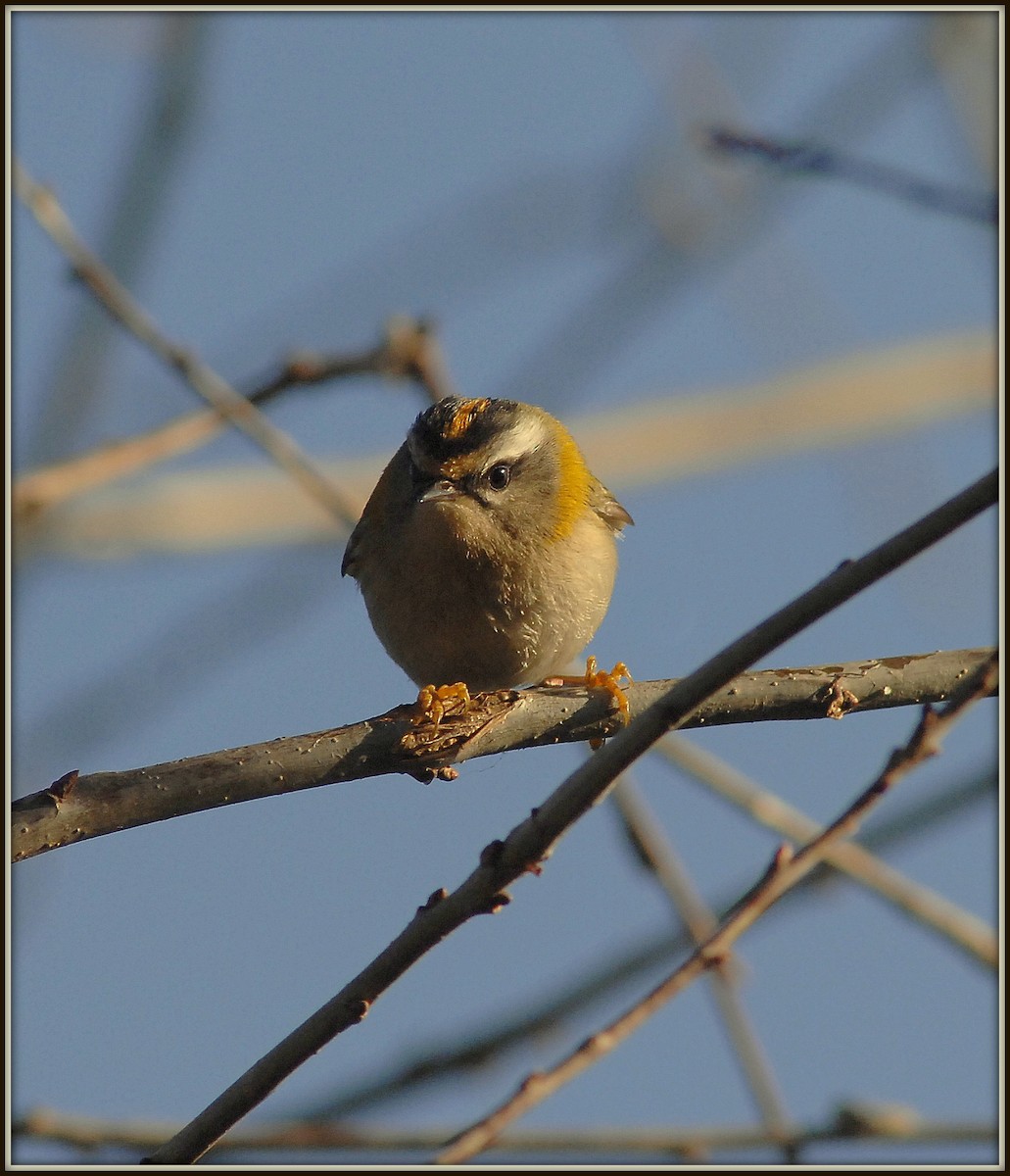 Common Firecrest - ML647285808