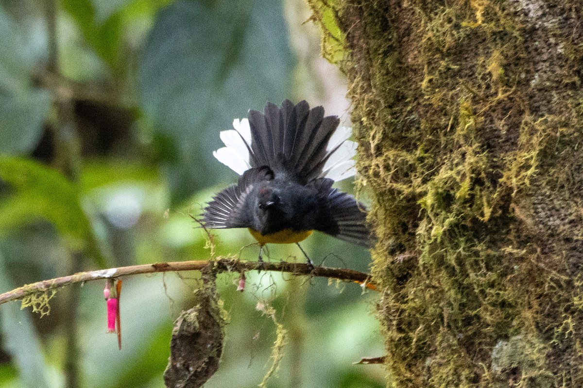 Slate-throated Redstart - ML647285815