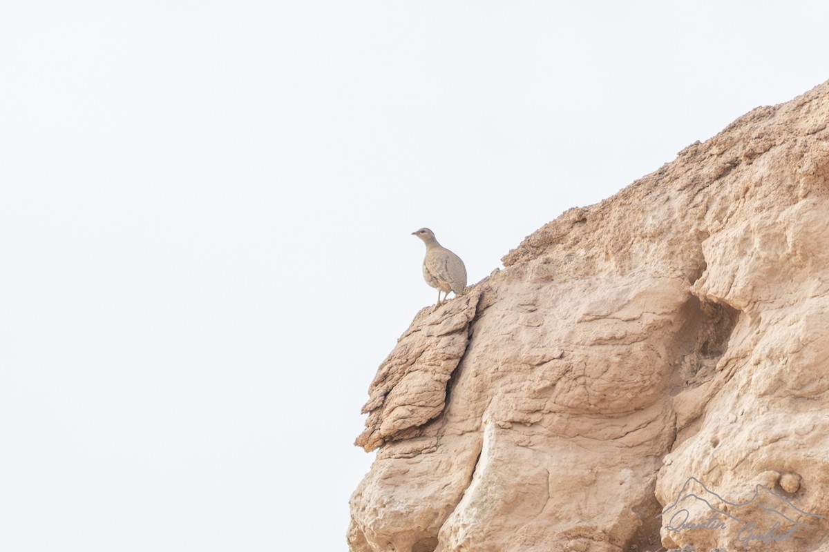 Sand Partridge - ML647285826