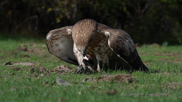 Short-toed Snake-Eagle - ML647285827