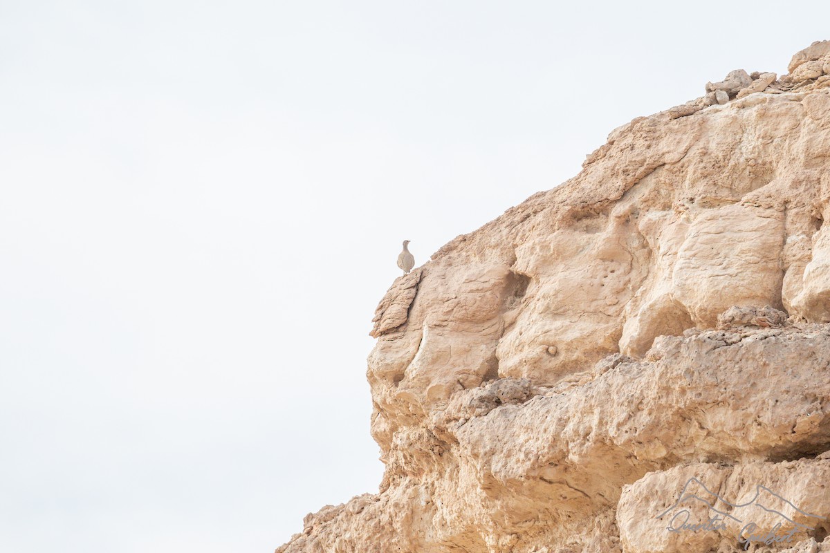 Sand Partridge - ML647285828