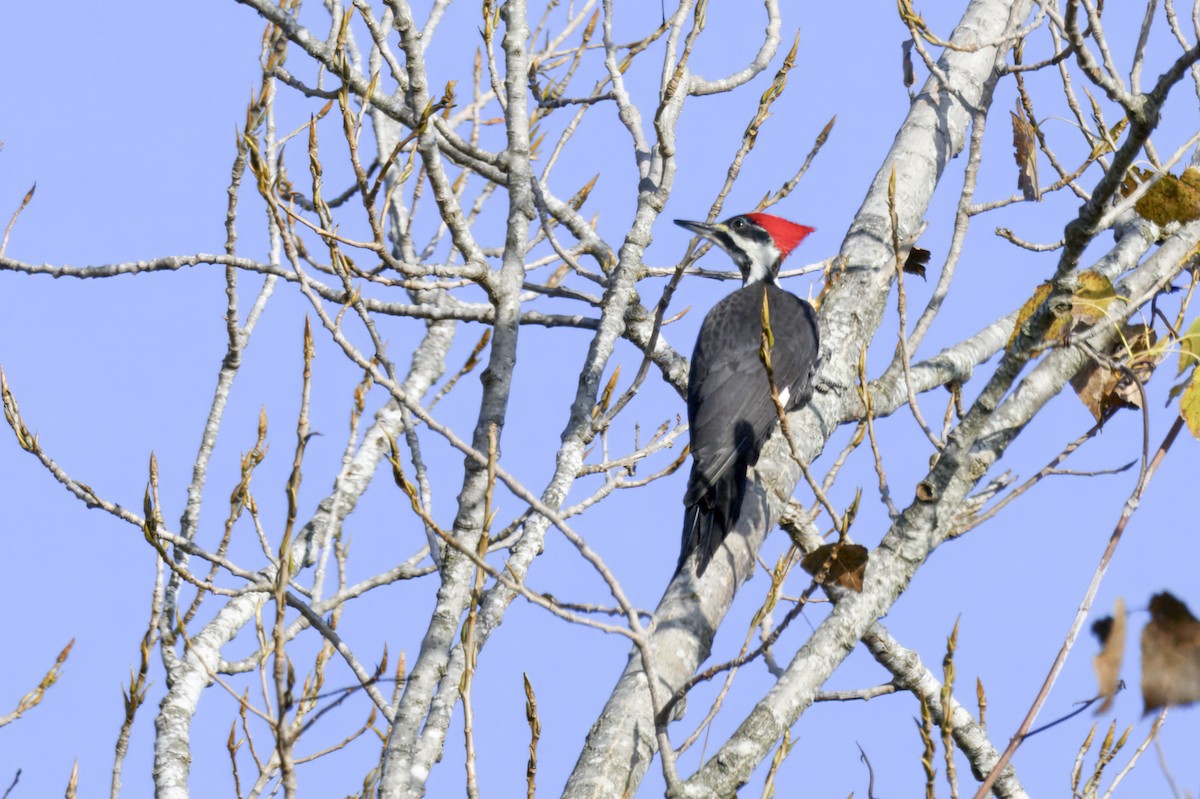 エボシクマゲラ - ML647285842