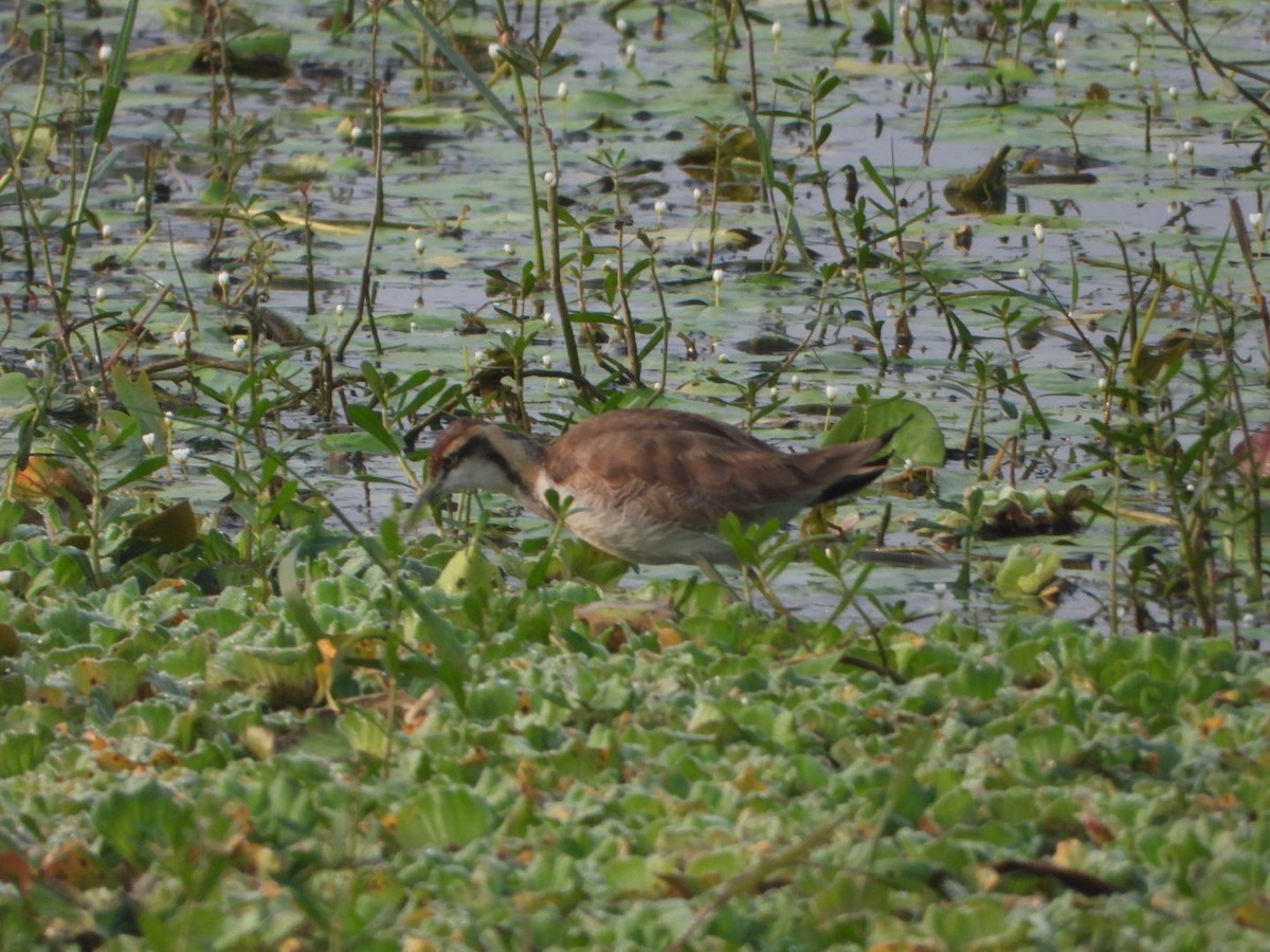 Pheasant-tailed Jacana - ML647285847