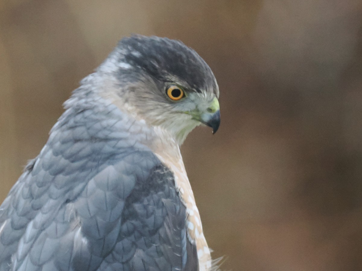 Cooper's Hawk - ML647285848