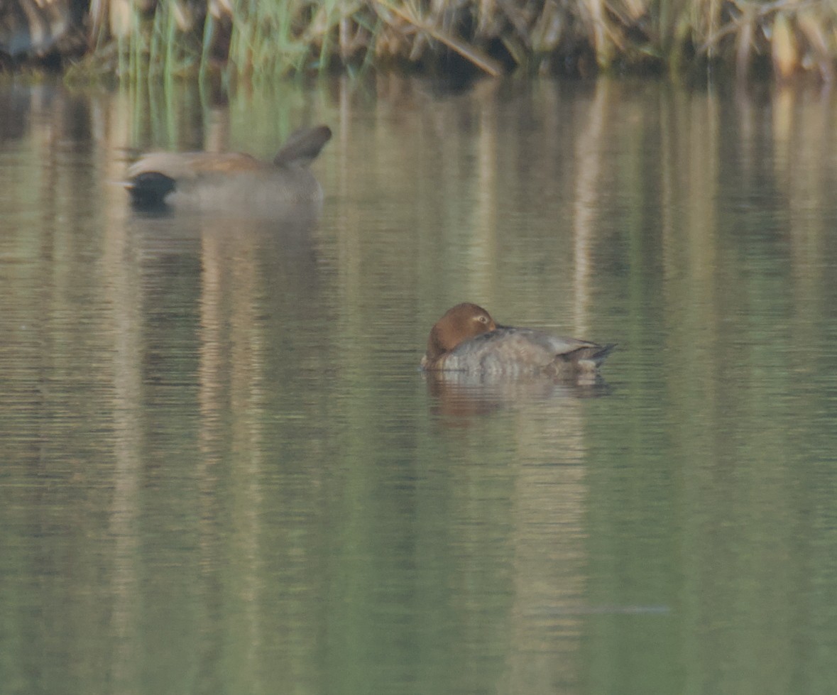 taffeland - ML647285883