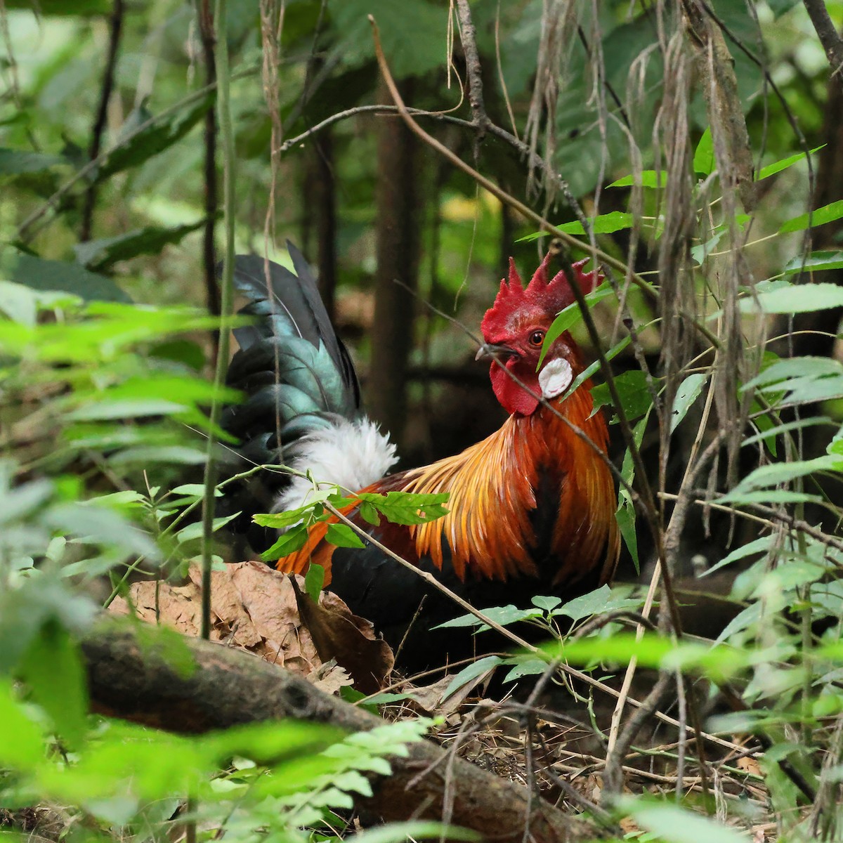 jungelhane (domestisert) - ML647285884