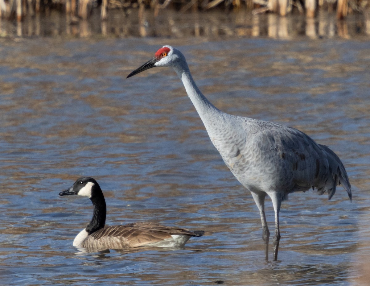 Grulla Canadiense - ML647285885
