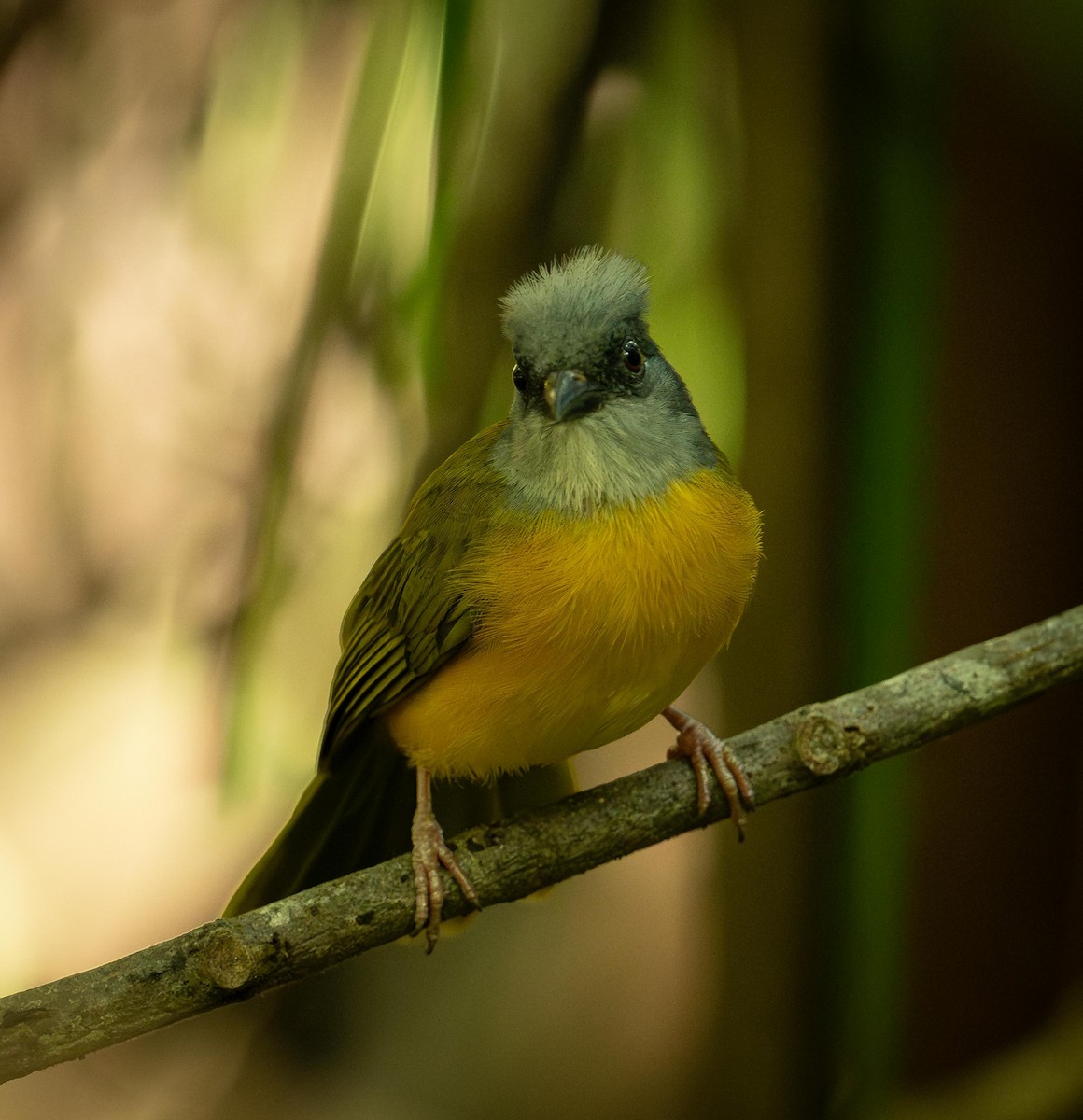 Gray-headed Tanager - ML647285897
