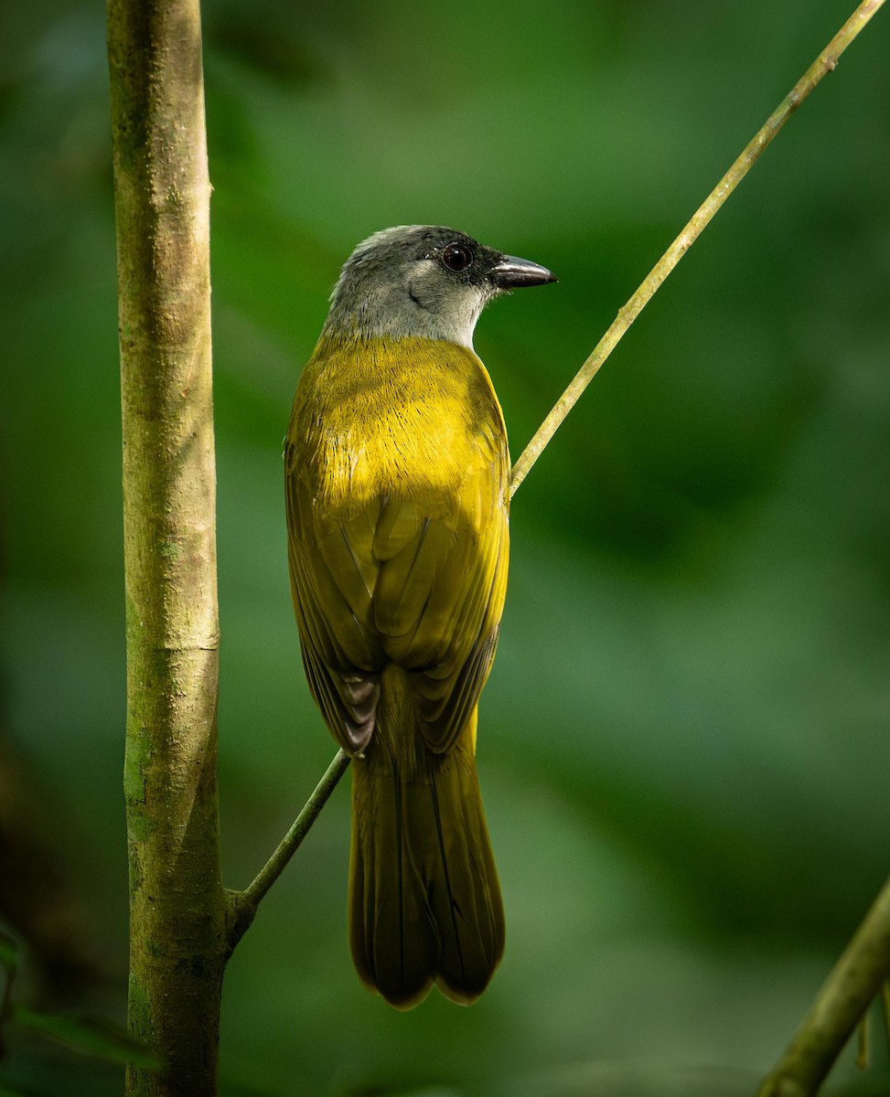 Gray-headed Tanager - ML647285898