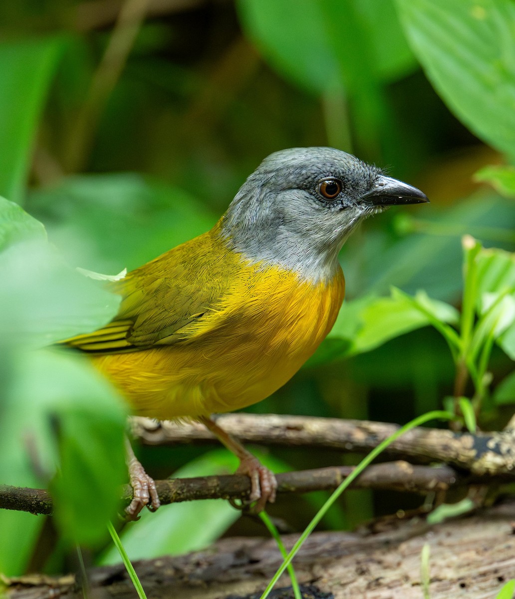 Gray-headed Tanager - ML647285899
