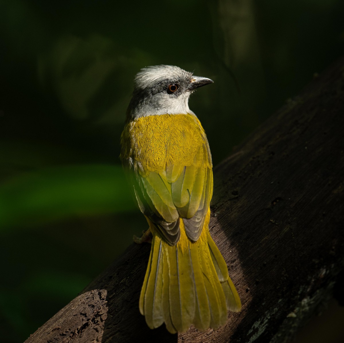 Gray-headed Tanager - ML647285900