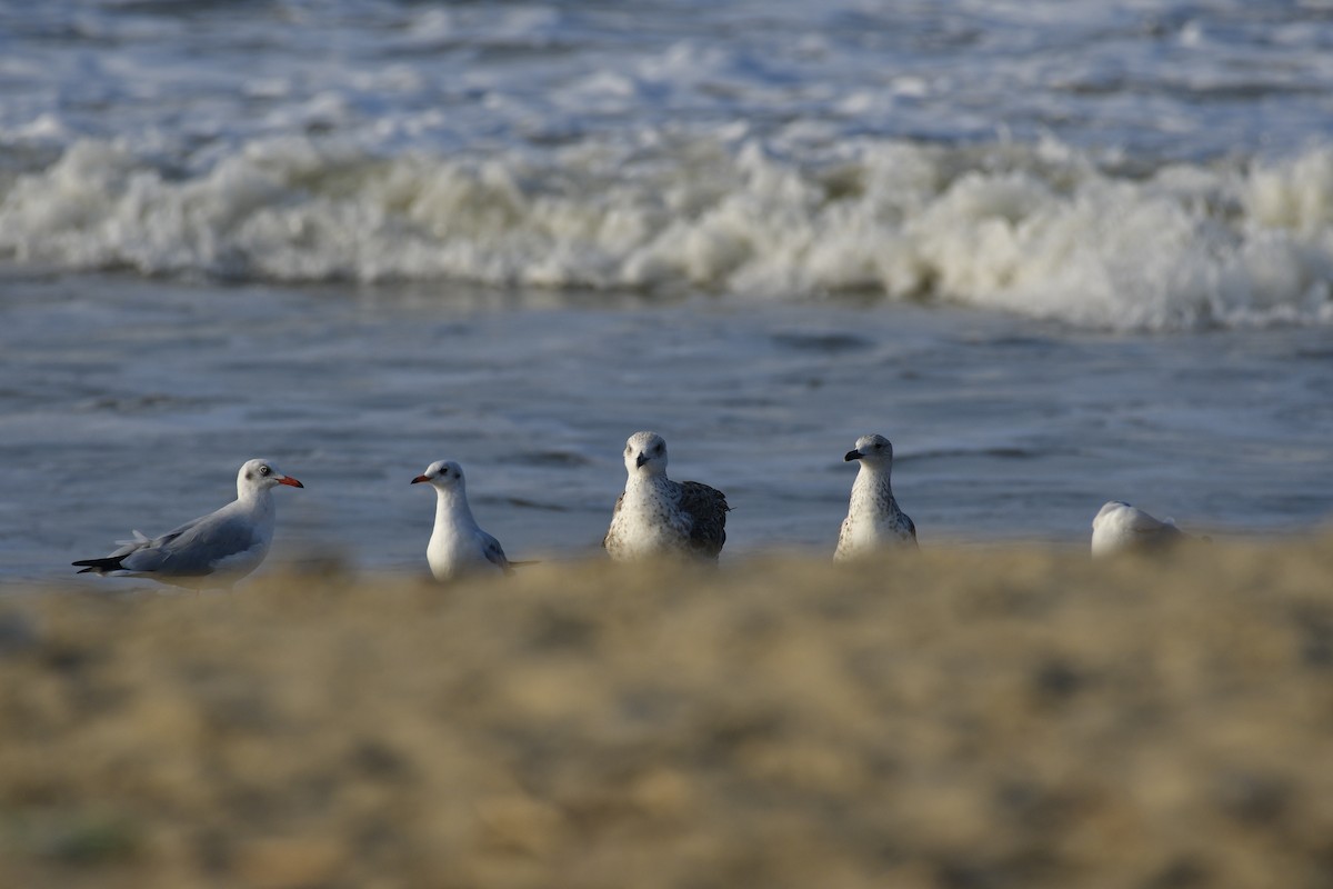 Буроголовая чайка - ML647285916